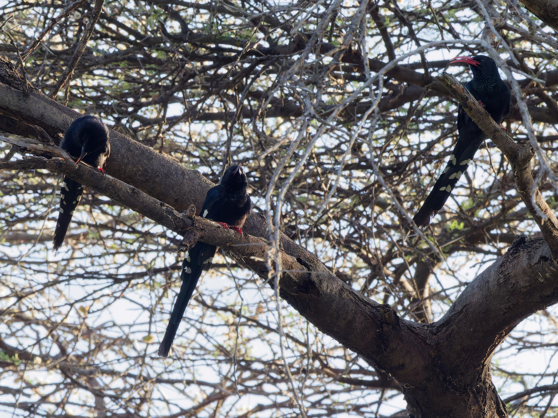 Grants_Woodhoopoe Phoeniculus granti Geotagged,Kenya,Phoeniculus damarensis,Violet wood hoopoe,Winter