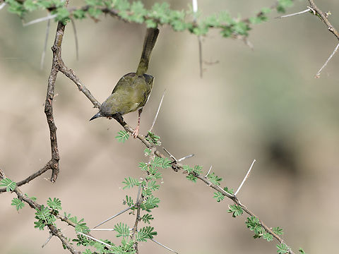Brown-tailed Apalis Apalis flavocincta,Brown-tailed apalis,Geotagged,Kenya,Winter