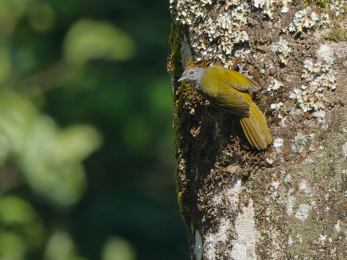Kakamega Greenbul  Arizelocichla kakamegae,Geotagged,Kakamega greenbul,Kenya,Winter