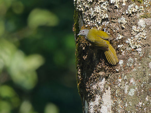 Kakamega Greenbul  Arizelocichla kakamegae,Geotagged,Kakamega greenbul,Kenya,Winter