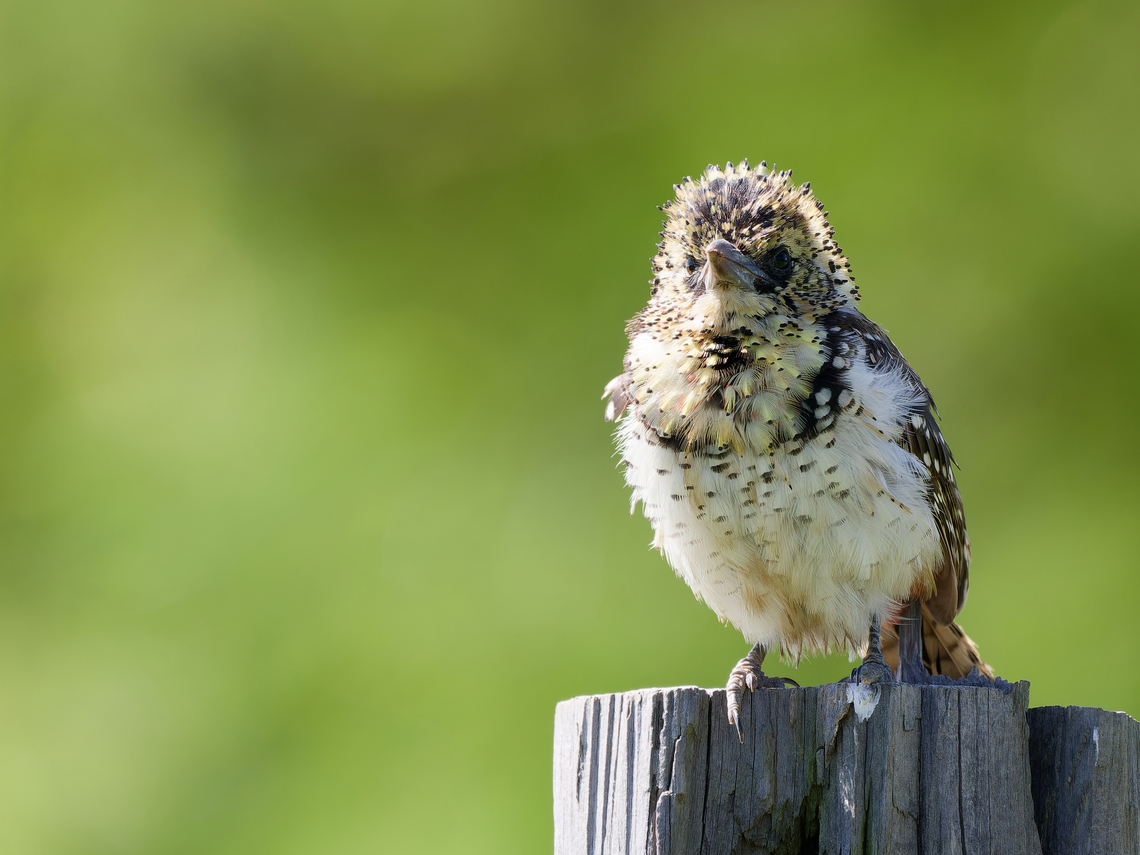 Usambiro Barbet  Geotagged,Kenya,Summer,Trachyphonus usambiro,Usambiro barbet
