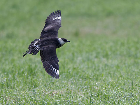 Spatelraubmöwe Stercorarius pomarinus Pomarine Skua enjoying life deep inside the mountains/hills in southern Germany. Not a lonesome rider but jaeger. Geotagged,Germany,Pomarine jaeger,Stercorarius pomarinus,Summer