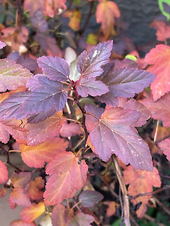 Physocarpus opulifolius autumn colors Common Ninebark,Geotagged,Germany,Physocarpus opulifolius