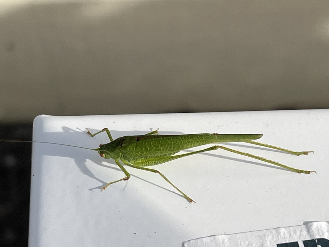 Phaneroptera nana  Fall,Geotagged,Germany,Mediterranean Katydid,Phaneroptera nana