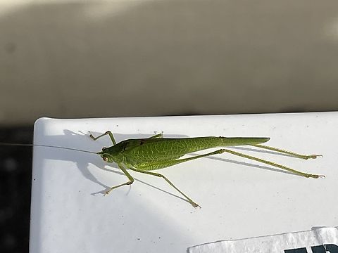 Phaneroptera nana  Fall,Geotagged,Germany,Mediterranean Katydid,Phaneroptera nana