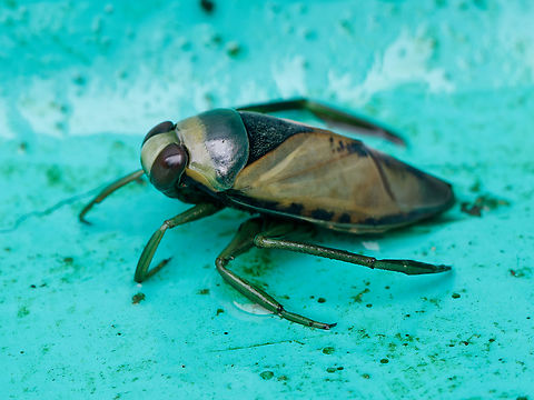 Notonecta glauca out of the water in atypical position showing its backside Fall,Geotagged,Germany,Notonecta glauca