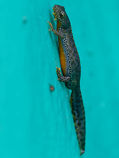 Alpine newt lateral view showing orange belly, grey stripe & black spots Alpine Newt,Fall,Geotagged,Germany,Ichthyosaura alpestris