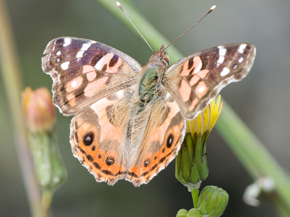 Vanessa braziliensis  Brazilian painted lady,Geotagged,Peru,Spring,Vanessa braziliensis
