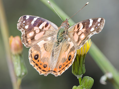 Vanessa braziliensis  Brazilian painted lady,Geotagged,Peru,Spring,Vanessa braziliensis