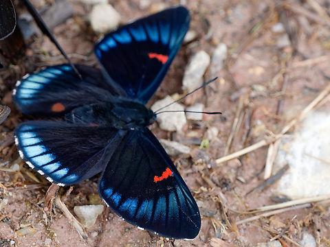 Necyria bellona  Bellona metalmark,Geotagged,Necyria bellona,Peru,Spring