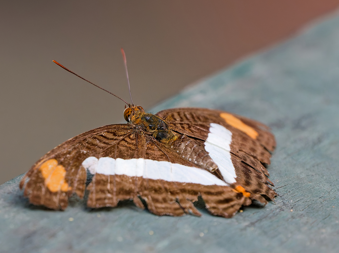 Adelpha iphicleola  Adelpha iphicleola,Confusing Sister,Geotagged,Peru,Spring