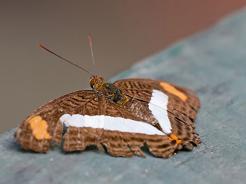 Adelpha iphicleola  Adelpha iphicleola,Confusing Sister,Geotagged,Peru,Spring
