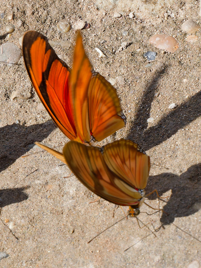 Dryas Julia  Dryas iulia,Geotagged,Julia Butterfly,Peru,Spring