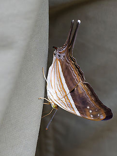 Marpesia chiron Butterfly  Geotagged,Many-banded daggerwing,Marpesia chiron,Peru,Spring