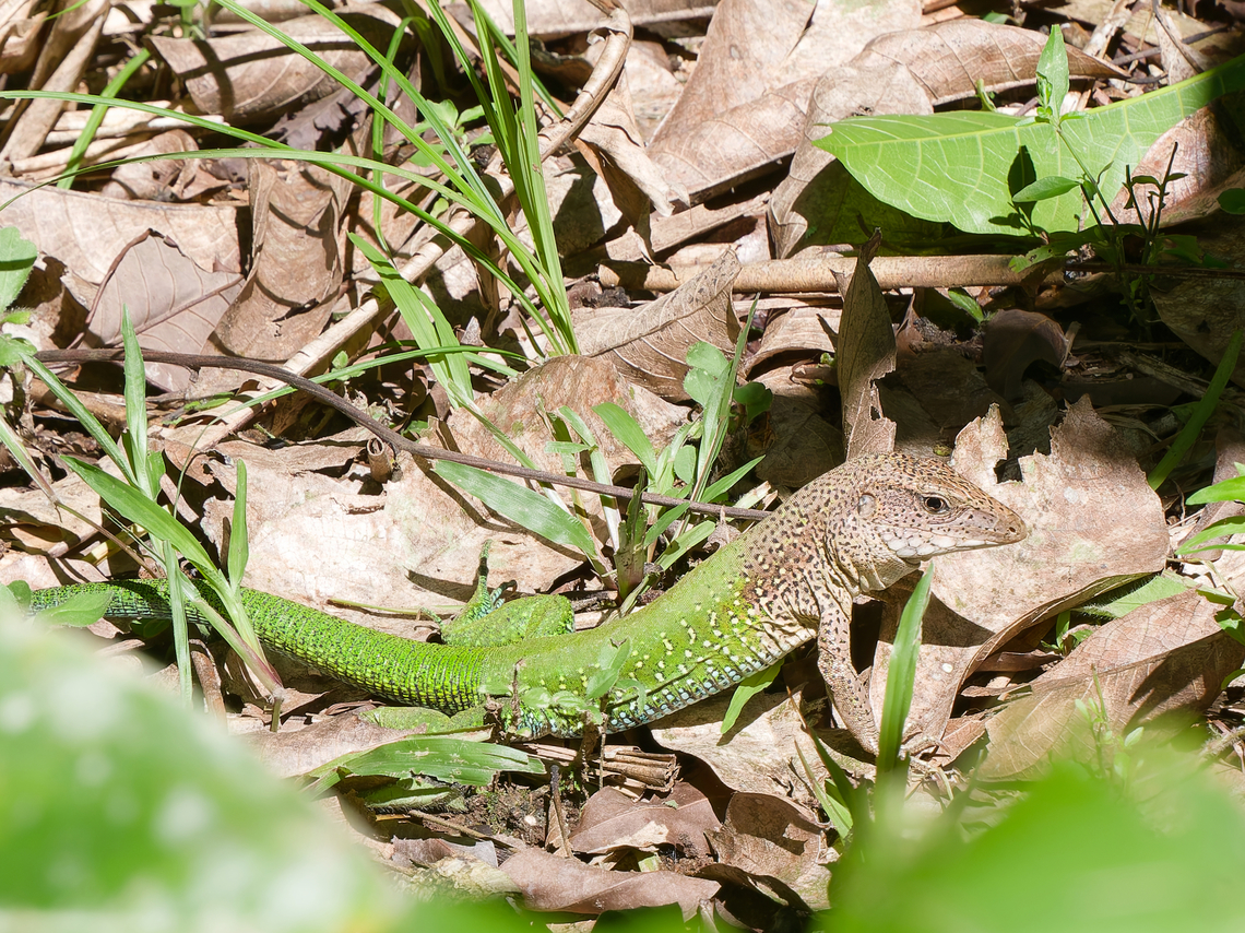Ameiva ameiva  Ameiva ameiva,Geotagged,Giant ameiva,Peru,Spring