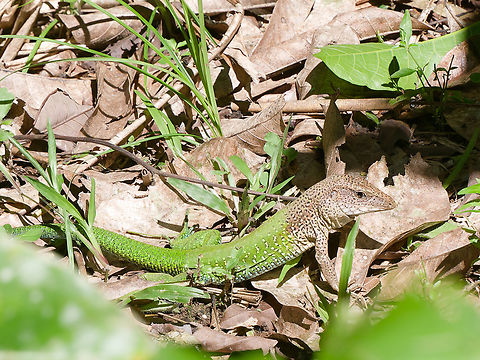 Ameiva ameiva  Ameiva ameiva,Geotagged,Giant ameiva,Peru,Spring