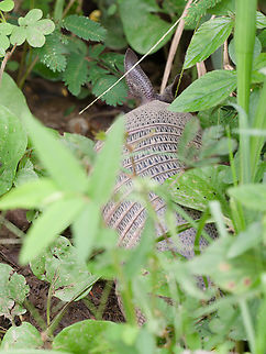 Nine-banded_Armadillo  Dasypus novemcinctus,Geotagged,Nine-banded armadillo,Peru,Spring