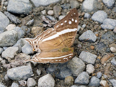 Marpesia_crethon  Crethon daggerwing,Geotagged,Marpesia crethon,Peru,Spring