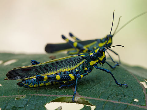 Chromacris_peruviana  Chromacris peruviana,Geotagged,Peru,Spring