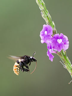 Eulaema cingulata Eulaema polychroma corrected into Eulaema cingulata according to iNaturalist.org
cp https://nl.wikipedia.org/wiki/Eulaema_polychroma :)
 Eulaema cingulata,Eulaema polychroma,Geotagged,Peru,Spring