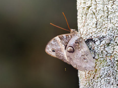 Opsipanes cassina Butterfly  Geotagged,Opsiphanes cassina,Peru,Split-banded owlet,Spring