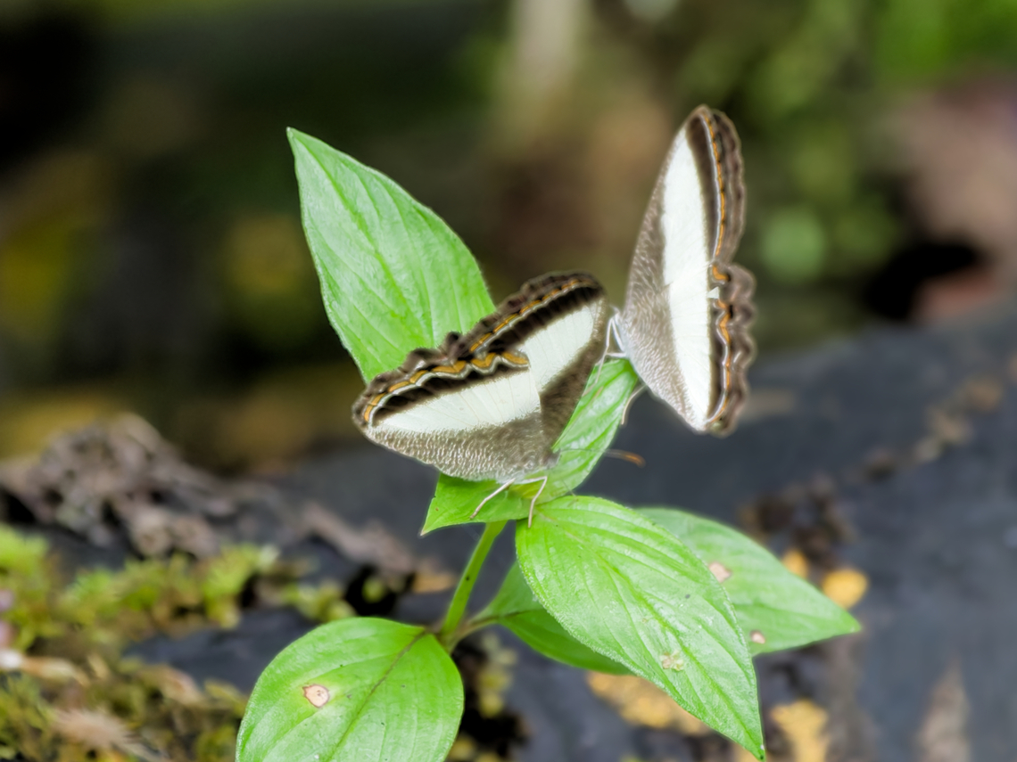 Oressinoma typhla  Common Oressinoma,Geotagged,Oressinoma typhla,Peru,Spring