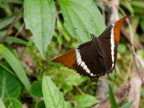 Siproeta epaphus Butterfly  Geotagged,Peru,Rusty-tipped page,Siproeta epaphus,Spring