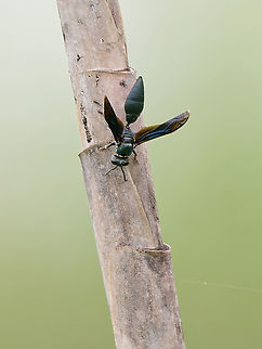 Synoeca septentrionalis  Geotagged,Peru,Spring,Synoeca septentrionalis