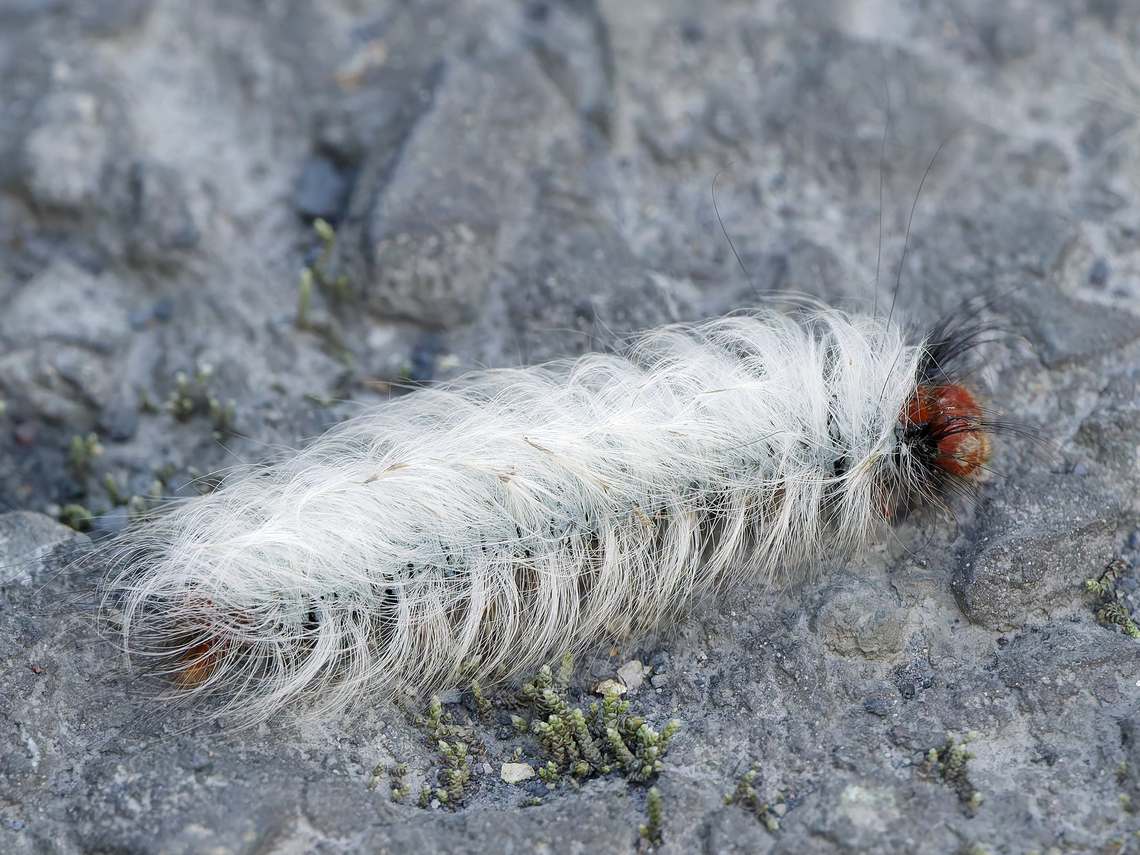 Caterpillar unknown :( Any ideas anyone? Geotagged,Peru,Spring