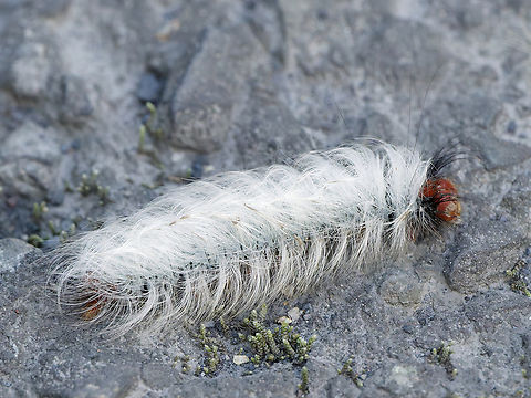Caterpillar unknown :( Any ideas anyone? Geotagged,Peru,Spring
