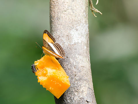 Adelpha cytherea on a feeder with company Adelpha cytherea,Geotagged,Peru,Smooth-banded sister,Spring