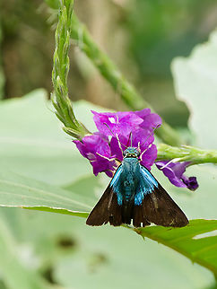 Astraptes alector  Astraptes alector,Geotagged,Gilbert's Flasher,Peru,Spring
