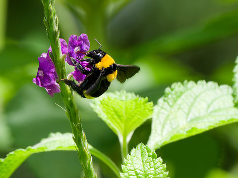 Bombus sonorus  Bombus sonorus,Geotagged,Peru,Sonoran Bumble Bee,Spring