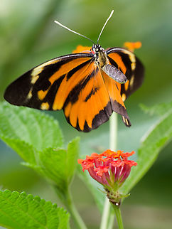 Perrhybris pamela flying off from a flower, pro capture technique Chiapas White,Geotagged,Perrhybris pamela,Peru,Spring