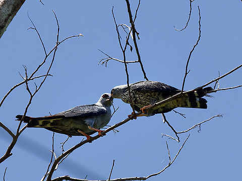 Plumbeous Kite Adult feeding its juvenile Geotagged,Ictinia plumbea,Peru,Plumbeous kite,Spring