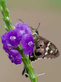 Urbanus proteus hiding behind a flower Geotagged,Long-tailed Skipper,Peru,Spring,Urbanus proteus