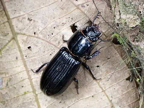 Odontotaenius disjunctus  Geotagged,Odontotaenius disjunctus,Patent-leather beetle,Peru,Spring
