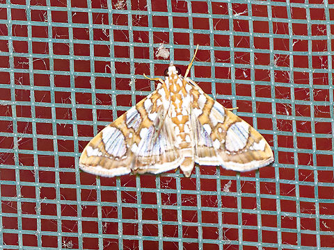 Glyphodes sibillalis on fly screen Geotagged,Glyphodes sibillalis,Mulberry Leaftier,Peru,Spring