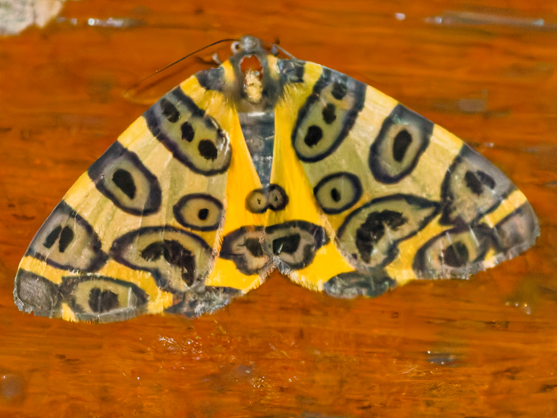 Pantherodes pardalaria  Geotagged,Pantherodes pardalaria,Pantherodes_ pardalaria,Peru,Spring