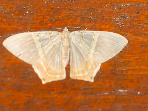 Phrygionis polita another moth attracted by the light inside the dining room Geotagged,Peru,Phrygionis polita,Spring