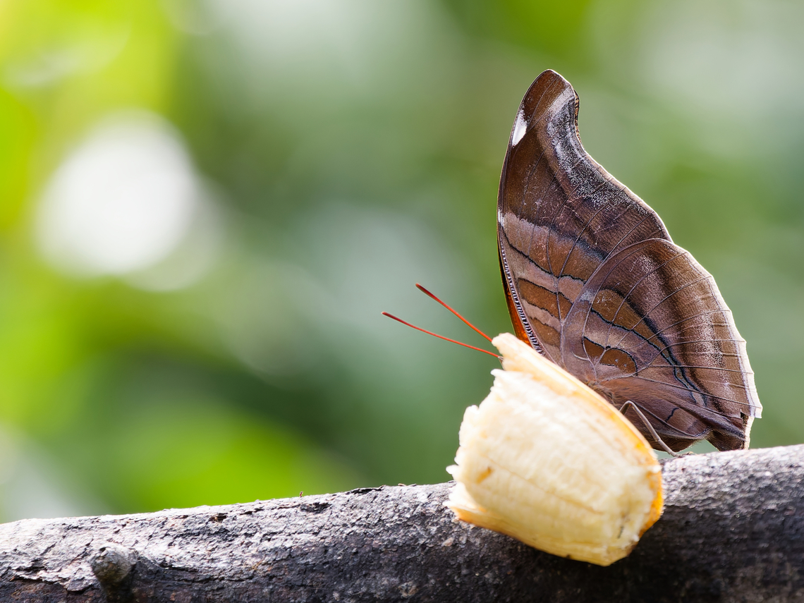 Historis odius Butterfly  Geotagged,Historis odius,Orion Cecropian,Peru,Spring