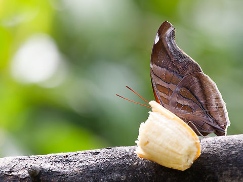 Historis odius Butterfly  Geotagged,Historis odius,Orion Cecropian,Peru,Spring