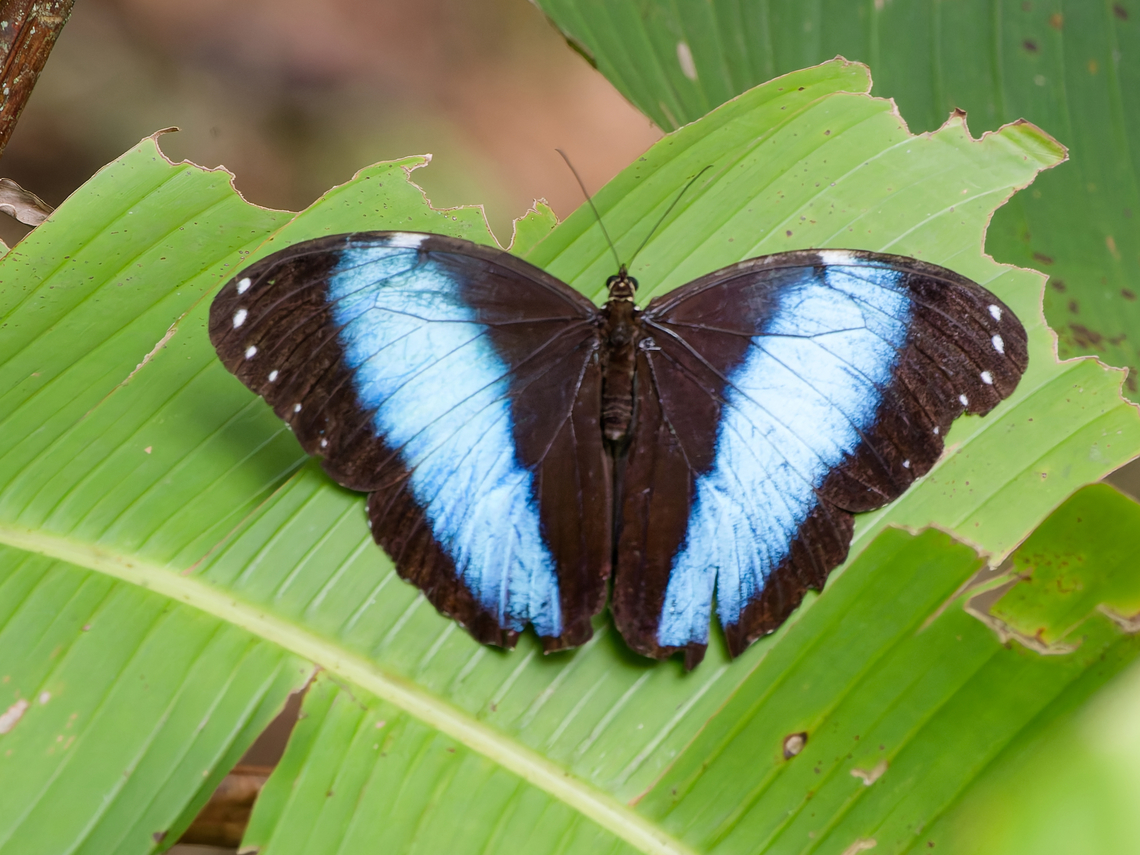 Morpho deidamia  Deidamia morpho,Geotagged,Morpho deidamia,Peru,Spring