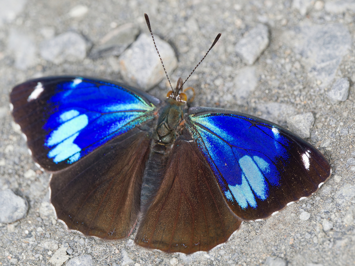 Perisama calamis  Geotagged,Perisama calamis,Peru,Spring