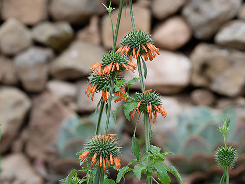 Leonotis nepetifolia Flora Introduced by human activity Geotagged,Leonotis nepetifolia,Lion's Ear,Peru,Spring