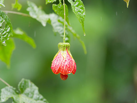 Callianthe picta Flora  Abutilon pictum,Geotagged,Peru,Redvein Abutilon,Spring