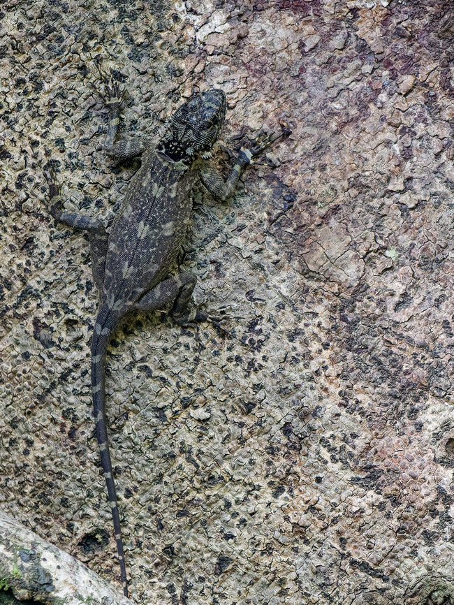 Plica Plica  Collared Treerunner,Geotagged,Peru,Plica plica,Spring