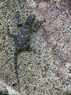 Plica Plica  Collared Treerunner,Geotagged,Peru,Plica plica,Spring