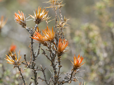 Chuquiraga oppositifolia