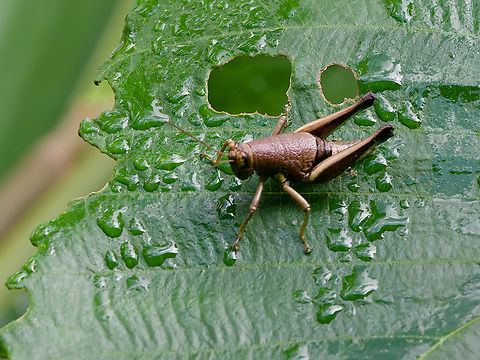 Psiloscirtus apterus